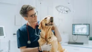 Vétérinaire examinant un golden retriever en clinique