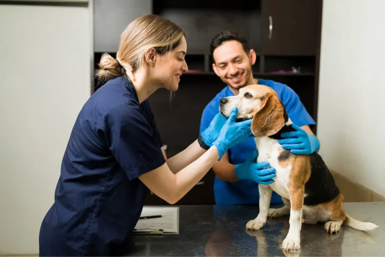 Deux vétérinaires examinant un beagle sur la table de consultation
