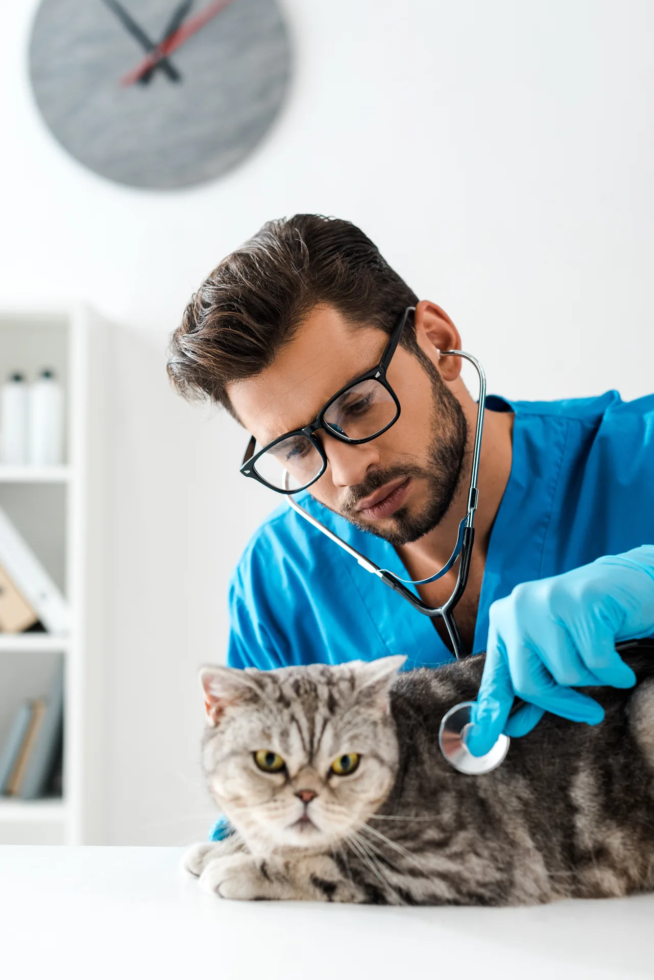 Vétérinaire auscultant un chat au stéthoscope – prévoyance pour vétérinaires